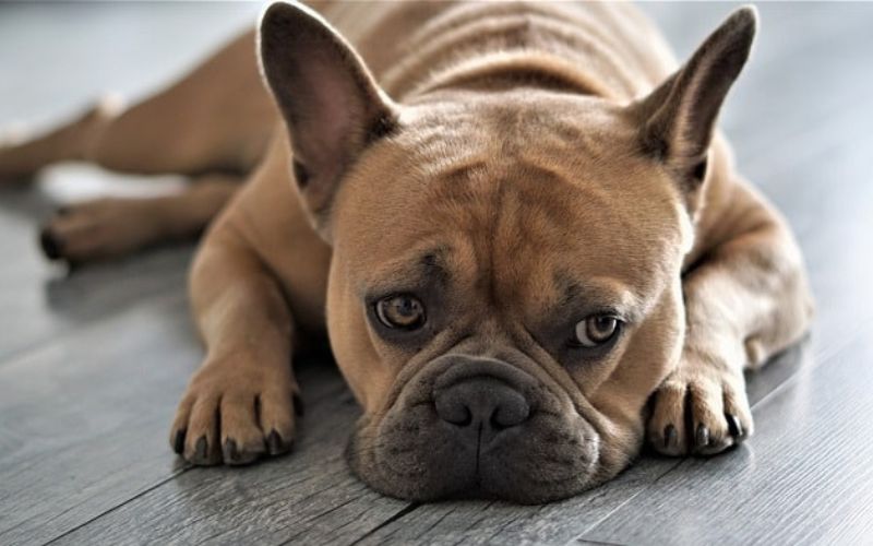 Chó bị tiêu chảy ra máu