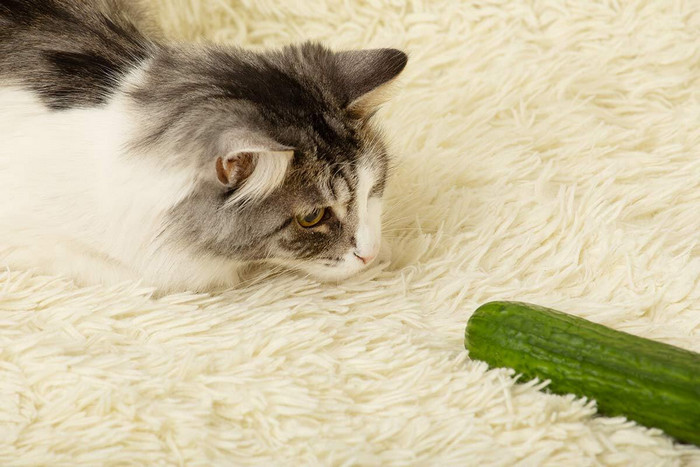 Tại sao mèo sợ dưa chuột