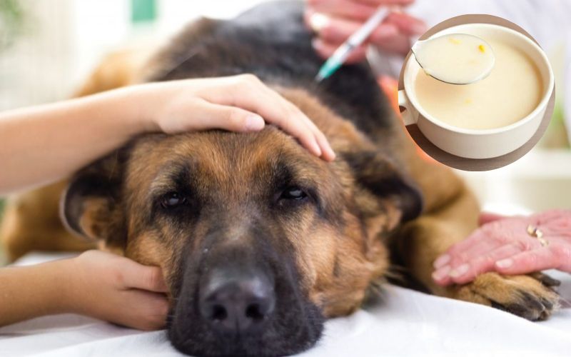 Chó bị tiêu chảy ra máu