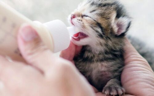 Mèo uống sữa gì? Những điều cần biết khi cho mèo uống sữa