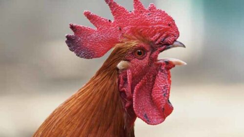 Lý do khiến gà bị nấm họng? Dấu hiệu nhận biết và cách chữa trị