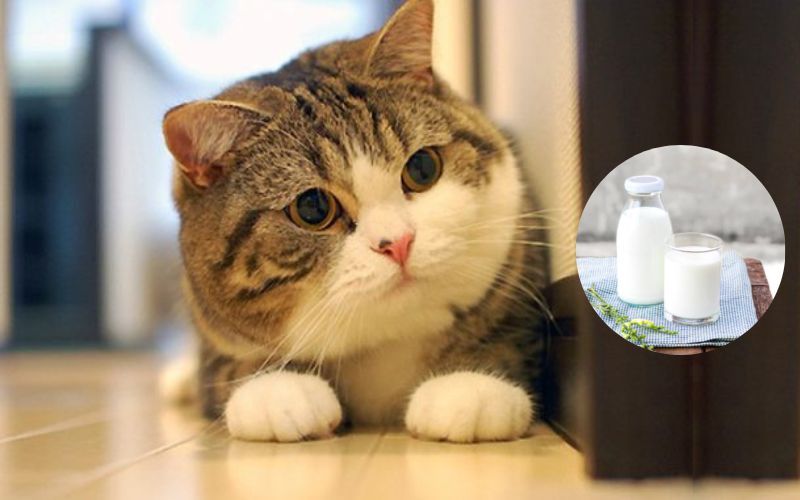Mèo uống sữa gì