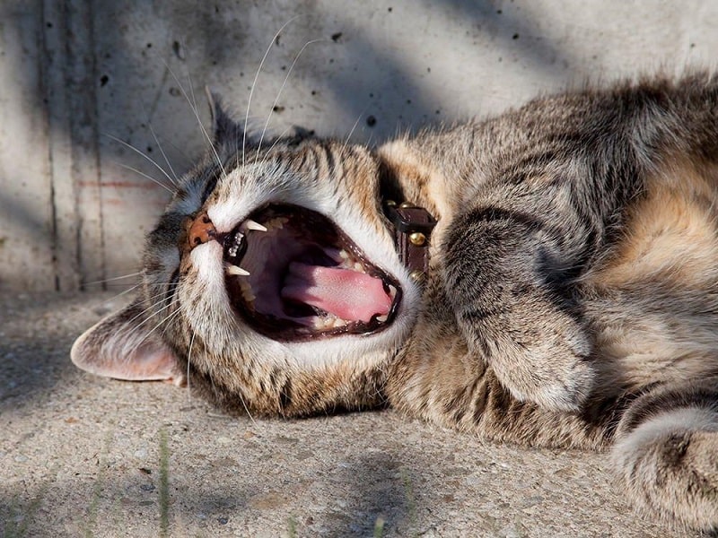 Điểm khác biệt giữa mèo bị hôi miệng do bệnh răng cảnh báo và hôi miệng do nguyên nhân khác?
