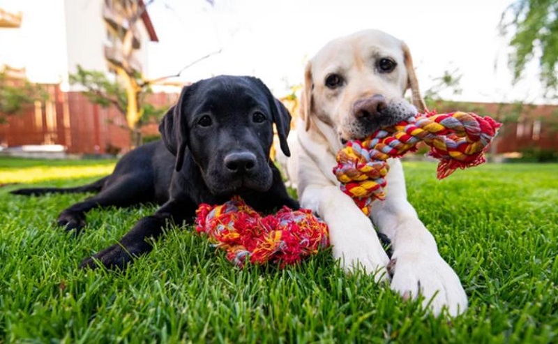 Tại sao chó bị nấc cụt? Cách phòng ngừa và chữa trị chó nấc cụt chó bị nấc cụt