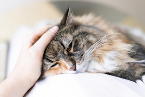 Những nguyên nhân khiến mèo bị đau bụng và cách chữa trị
