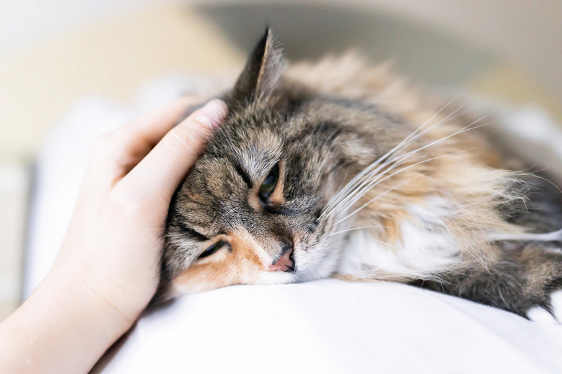 Mèo bị đau bụng và tiêu chảy có thể gặp những vấn đề sức khỏe nào khác?
