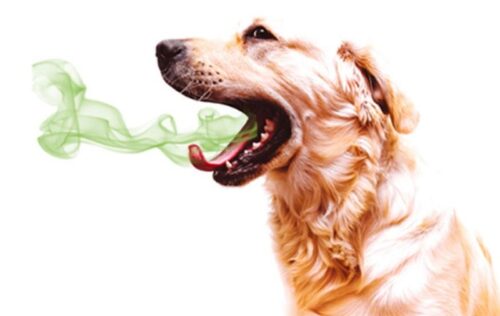 Chó bị hôi miệng phải làm sao? Tìm hiểu nguyên nhân, cách điều trị và phòng tránh