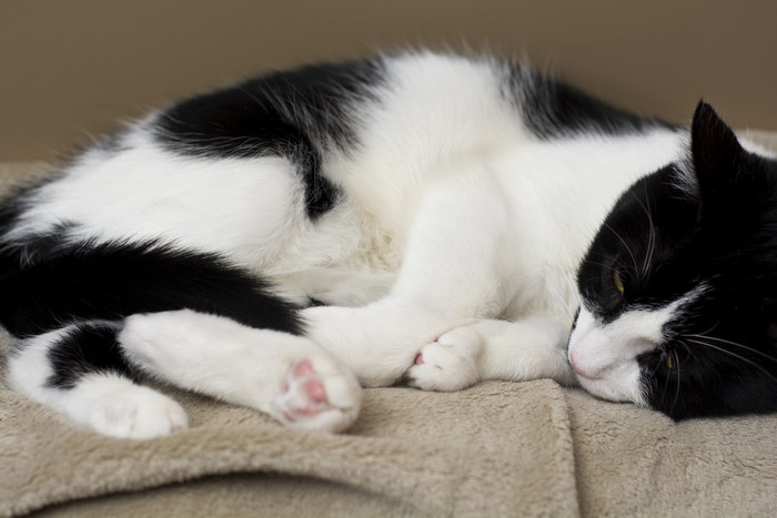 Mèo bị đau bụng