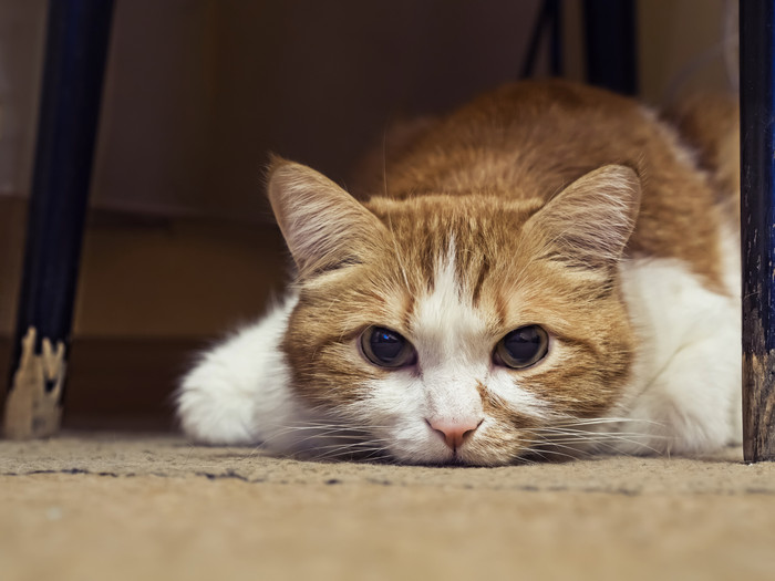 Mèo bị đau bụng