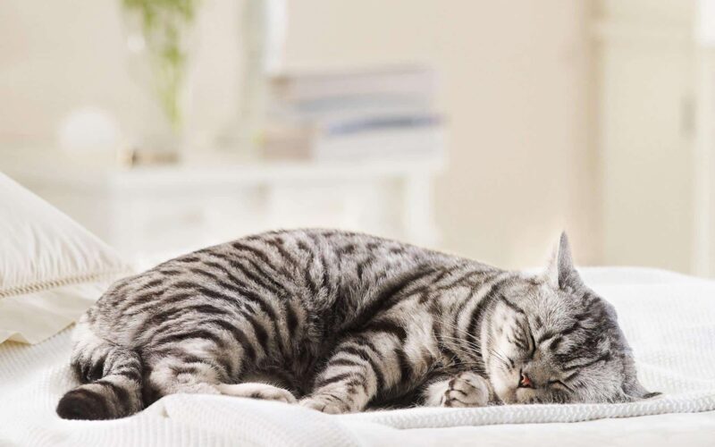 Tình trạng bụng mèo phình to có thể liên quan đến gì khác ngoài thiếu dinh dưỡng?
