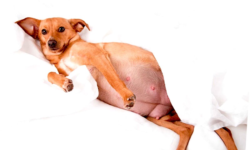 Chó bị bụng bự là triệu chứng của bệnh gì?