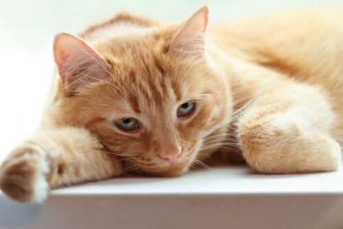 Cách nhận biết mèo bị stress và phương pháp chữa trị