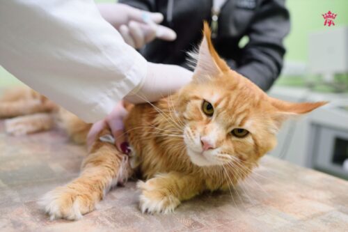 Mèo bị ký sinh trùng máu: Nguyên nhân và cách điều trị