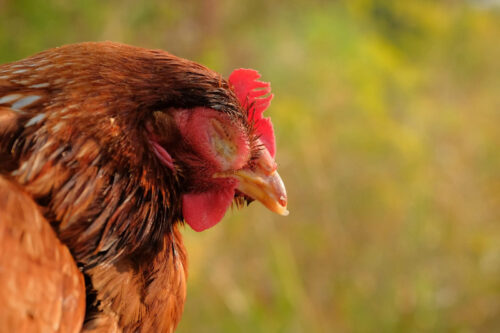 Những nguyên nhân khiến gà bị chảy nước mũi và cách chữa trị