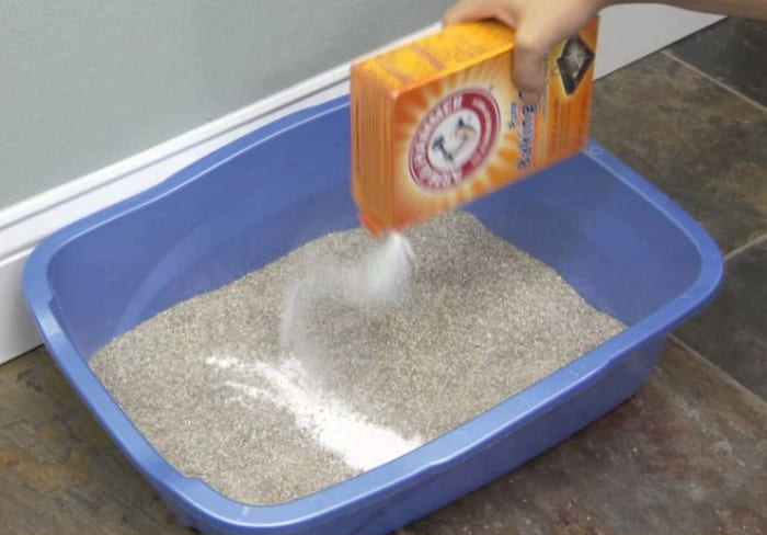 tự làm cát vệ sinh cho mèo