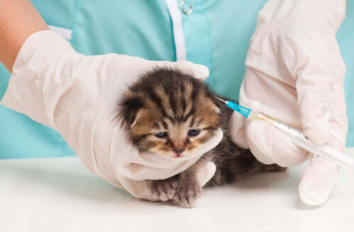 Tất tần tật về việc tiêm phòng cho mèo: Các loại vacxin phòng bệnh, lịch tiêm, giá tiêm cụ thể nhất