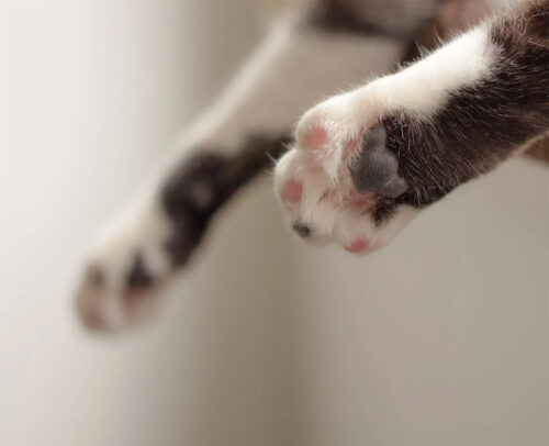 Cần xử lý như thế nào khi mèo bị đau chân?