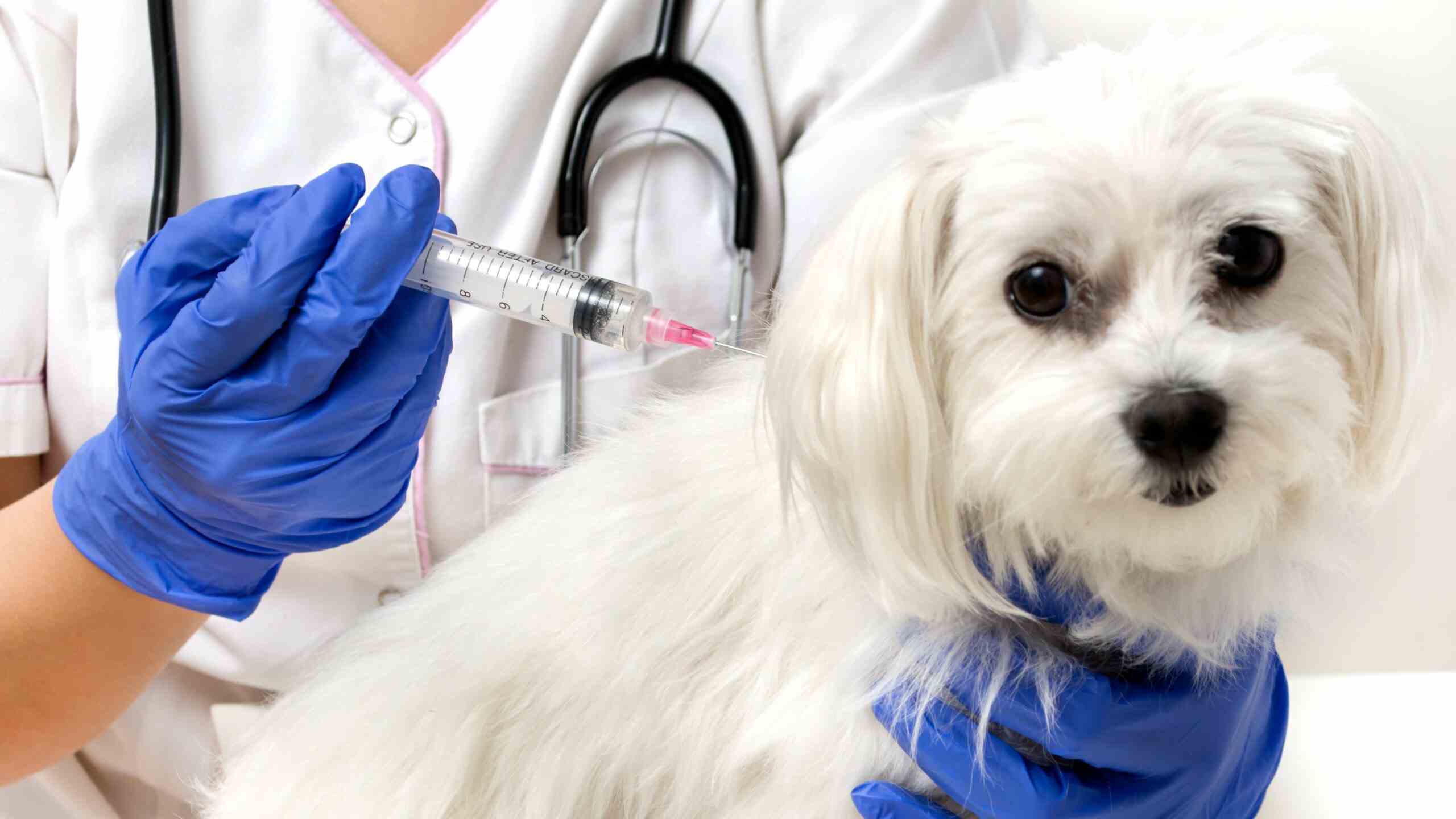 Vắc xin 7 bệnh cho chó bao gồm những loại vắc xin nào?
