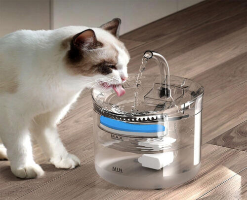 Mèo không chịu uống nước phải làm sao?