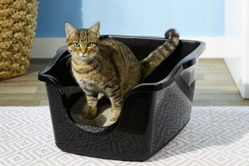 Hướng dẫn cách tự làm cát vệ sinh cho mèo hiệu quả tại nhà