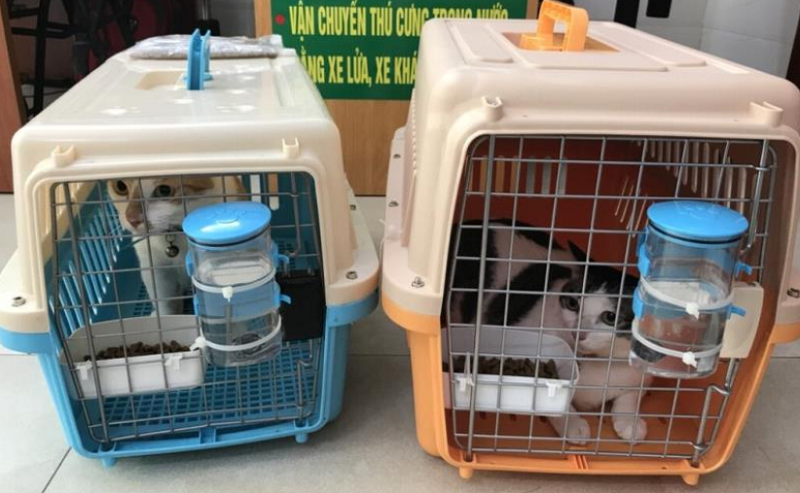 Hướng dẫn cách vận chuyển chó mèo đi xa an toàn cách vận chuyển chó mèo đi xa