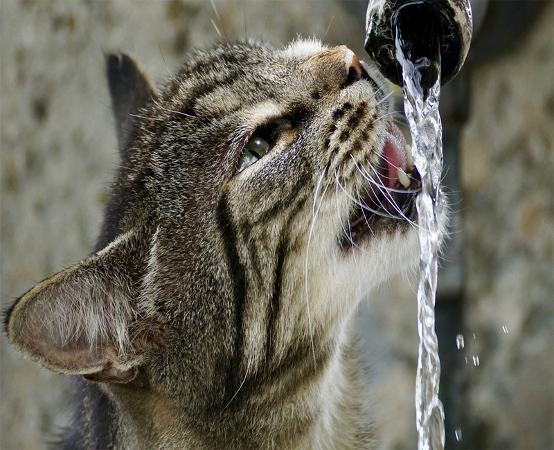 Mèo không chịu uống nước