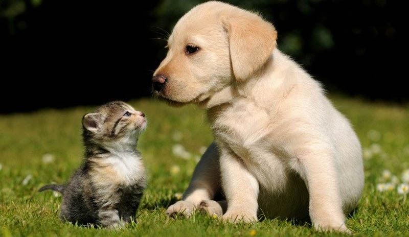 Việc nuôi chó và mèo chung có thể mang lại nhiều niềm vui và tình cảm đến cho gia đình bạn. Hãy xem hình ảnh này để thấy được niềm đam mê và tình yêu dành cho hai loài động vật tuyệt vời này.