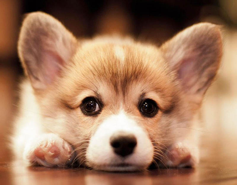 nuôi chó cần những gì