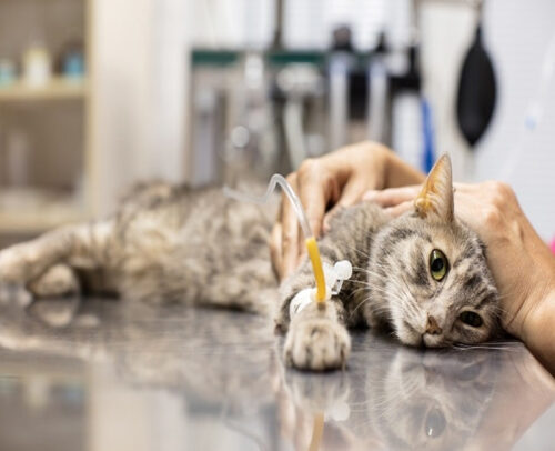 Cách điều trị và chăm sóc mèo bị suy thận