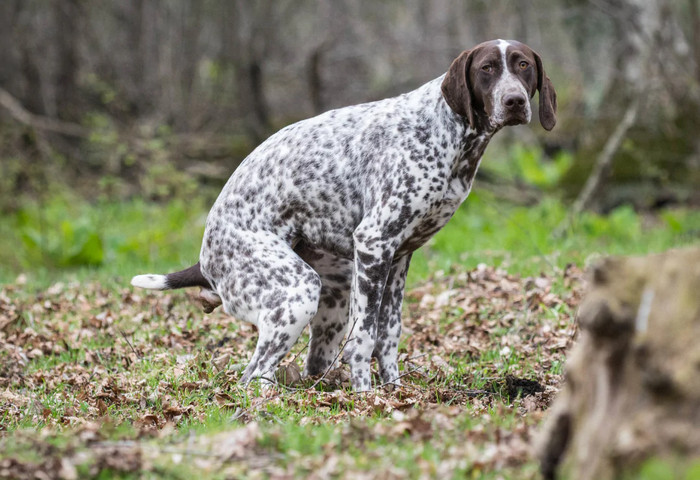chó đi vệ sinh ra máu