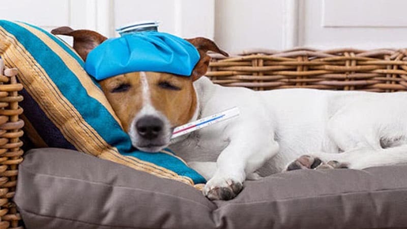 Chó bị cảm lạnh