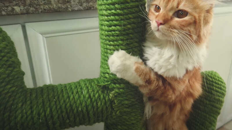 Hình ảnh bàn cào móng cho mèo bằng dây thừng