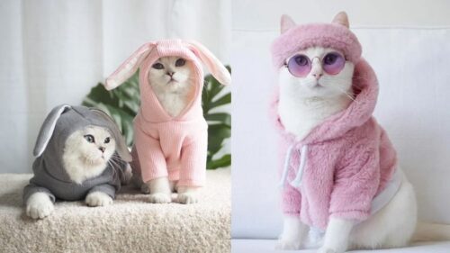 Cách may áo cho mèo cực dễ, xinh xắn miễn chê