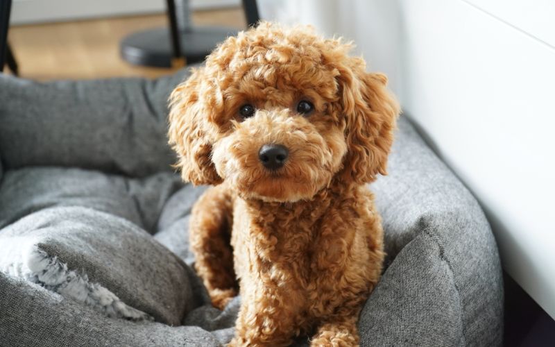 size chó Poodle