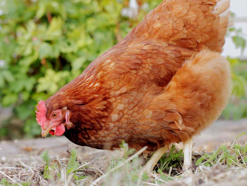 Có phương pháp điều trị tự nhiên nào cho gà bị ký sinh trùng đường máu không?