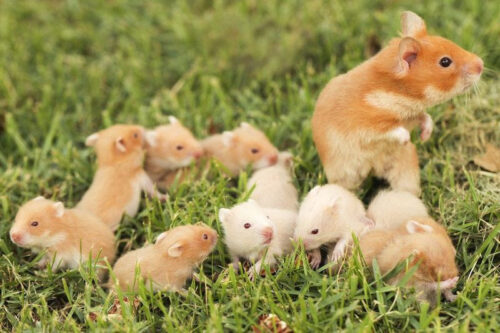 Nên nuôi hamster hay chuột lang?