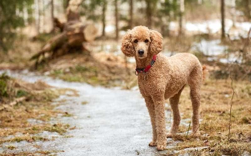 size chó Poodle
