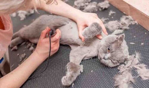 Tỉa lông mèo và những sự thật về tỉa lông mèo bạn cần biết