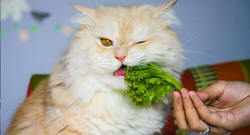 Giải đáp thắc mắc có nên cho mèo ăn chay không?