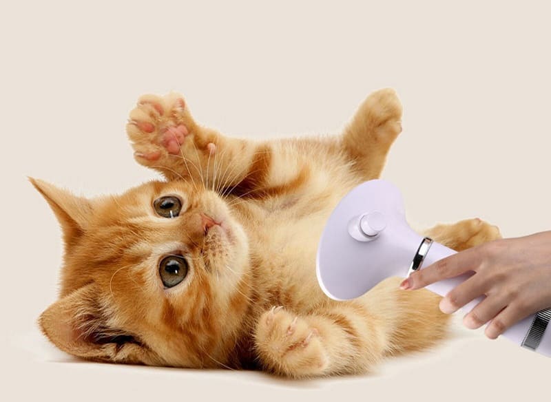 Cách sấy lông cho mèo sau khi tắm hiệu quả, an toàn Cách sấy lông cho mèo