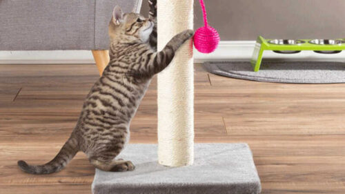 Cách làm bàn cào móng cho mèo đơn giản tại nhà với chi phí cực thấp
