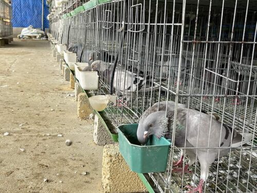 Cách nuôi chim bồ câu nhốt chuồng thành công cho người mới