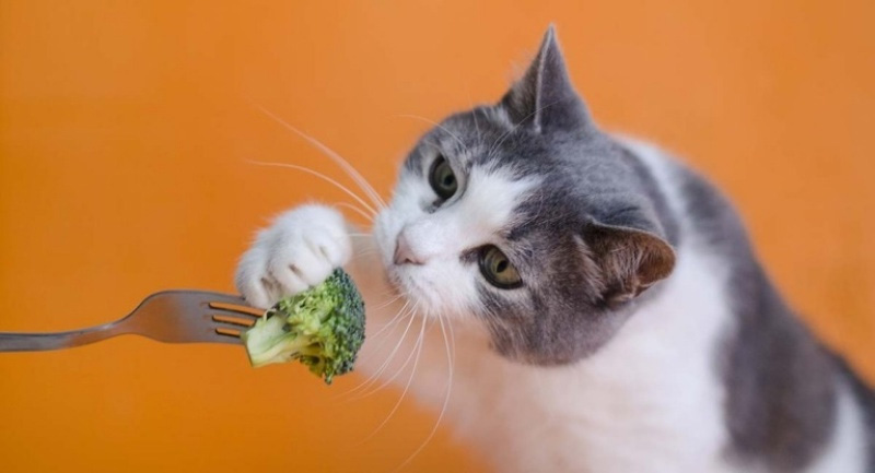 mèo ăn chay