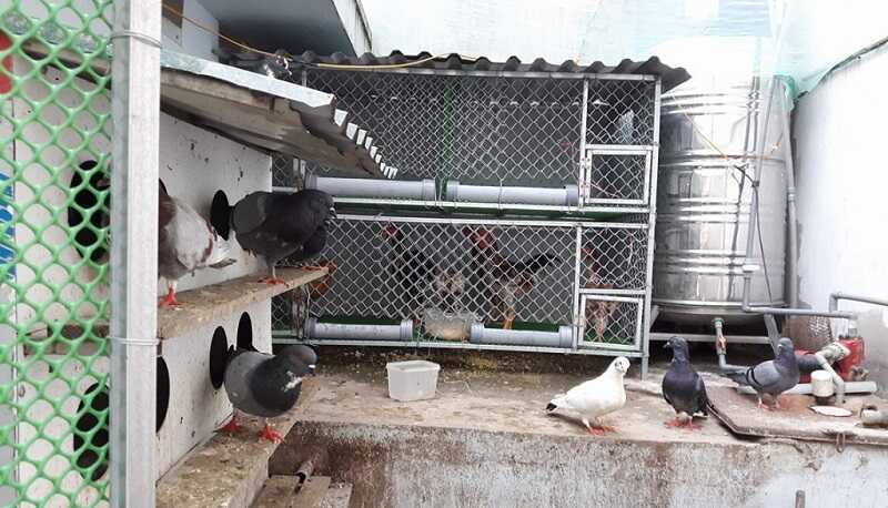 Kỹ thuật làm chuồng nuôi chim bồ câu  Dân Việt