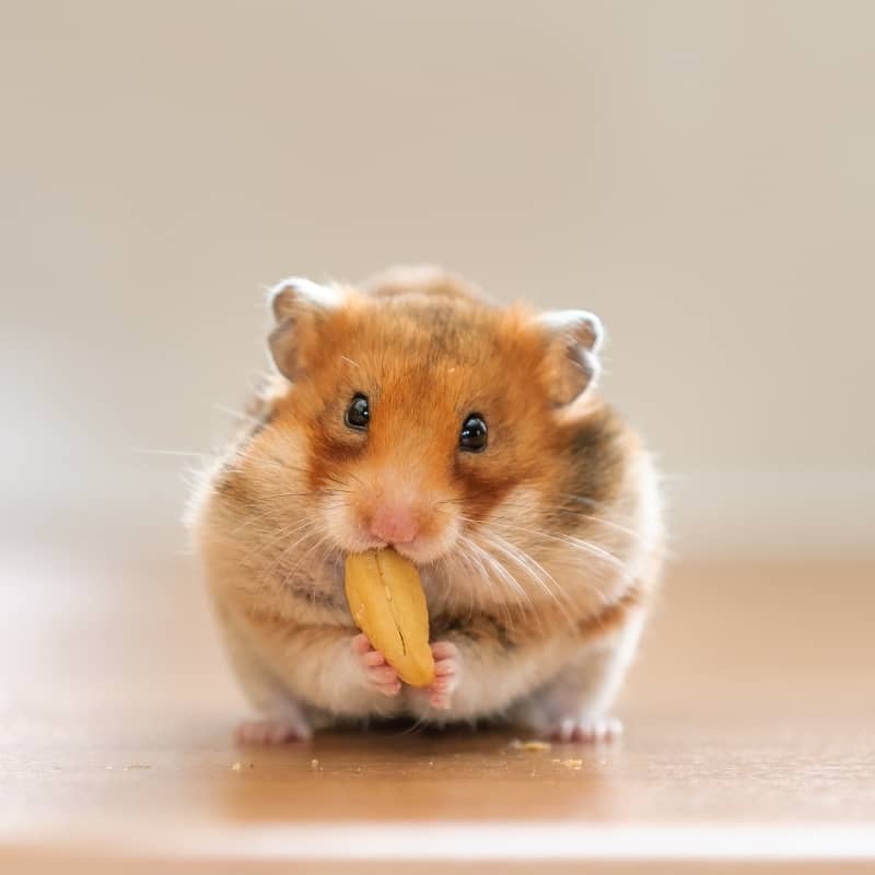 cách làm thức ăn cho chuột hamster