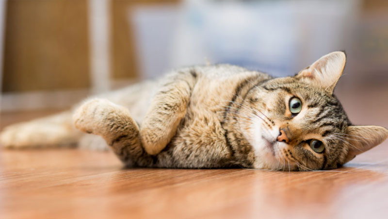 Mèo có nguy cơ cao mắc ký sinh trùng máu ở đâu?
