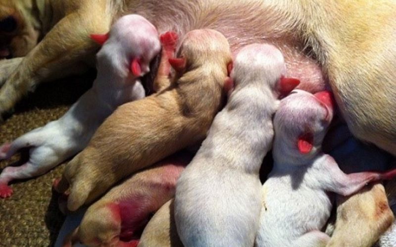 cách chăm sóc chó mẹ sau sinh