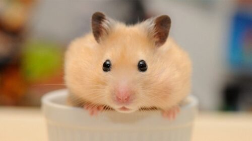 Nên nuôi hamster hay chuột lang