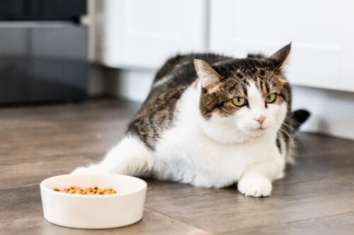 21 cách chữa mèo bỏ ăn mệt mỏi nhanh khỏe