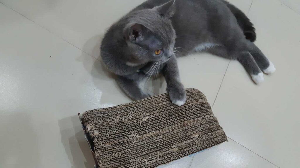 Hình ảnh: Bàn cào móng cho mèo bằng carton